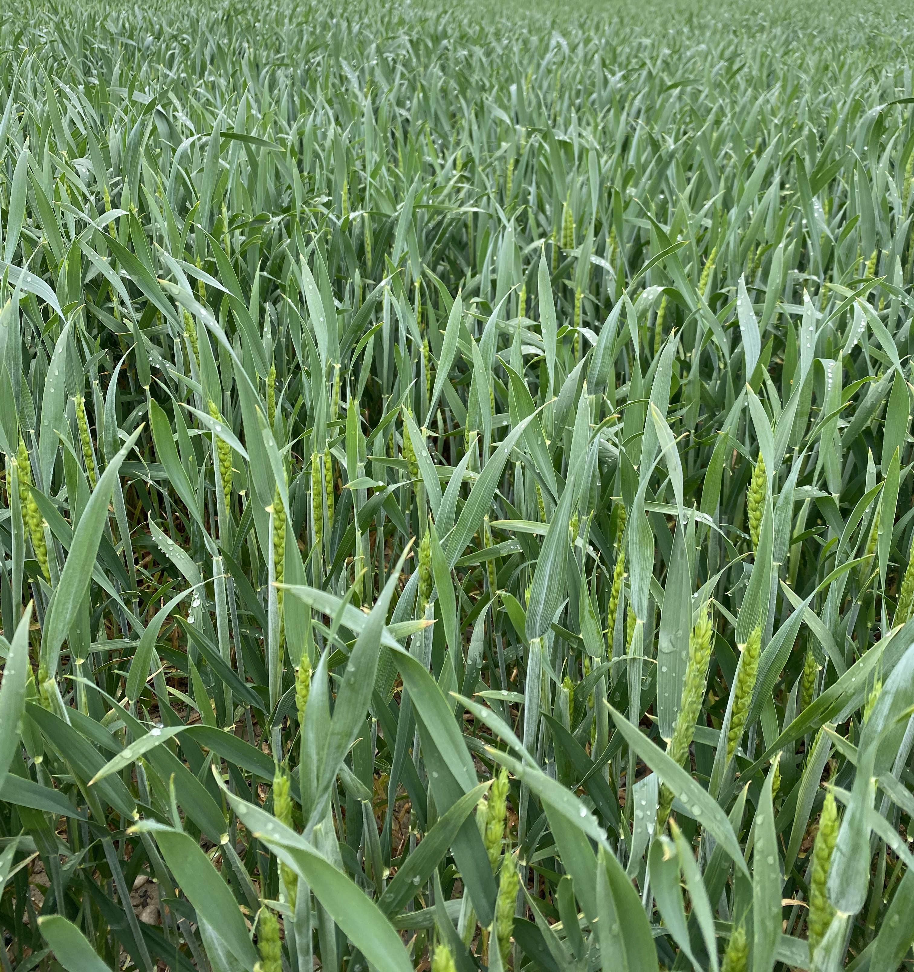 Wheat crop